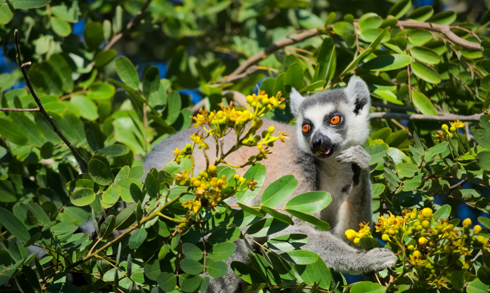 lémurien-madagascar-nature