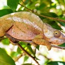 Caméléon, Madagascar