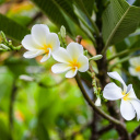 fleur-madagascar