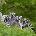 Famille de lémuriens, Madagascar