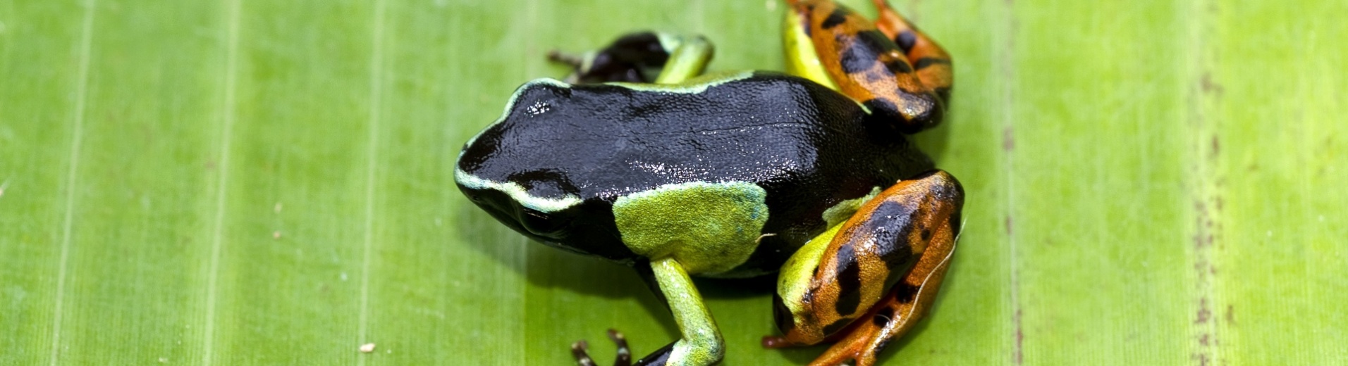 grenouille-malgache