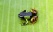 grenouille-malgache