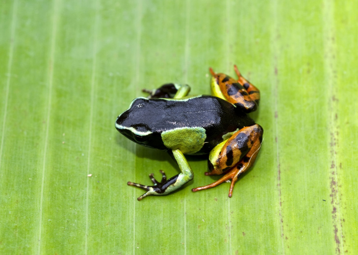 grenouille-malgache