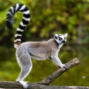 Lémurien dans un arbre, Madagascar