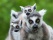 lemurien-famille