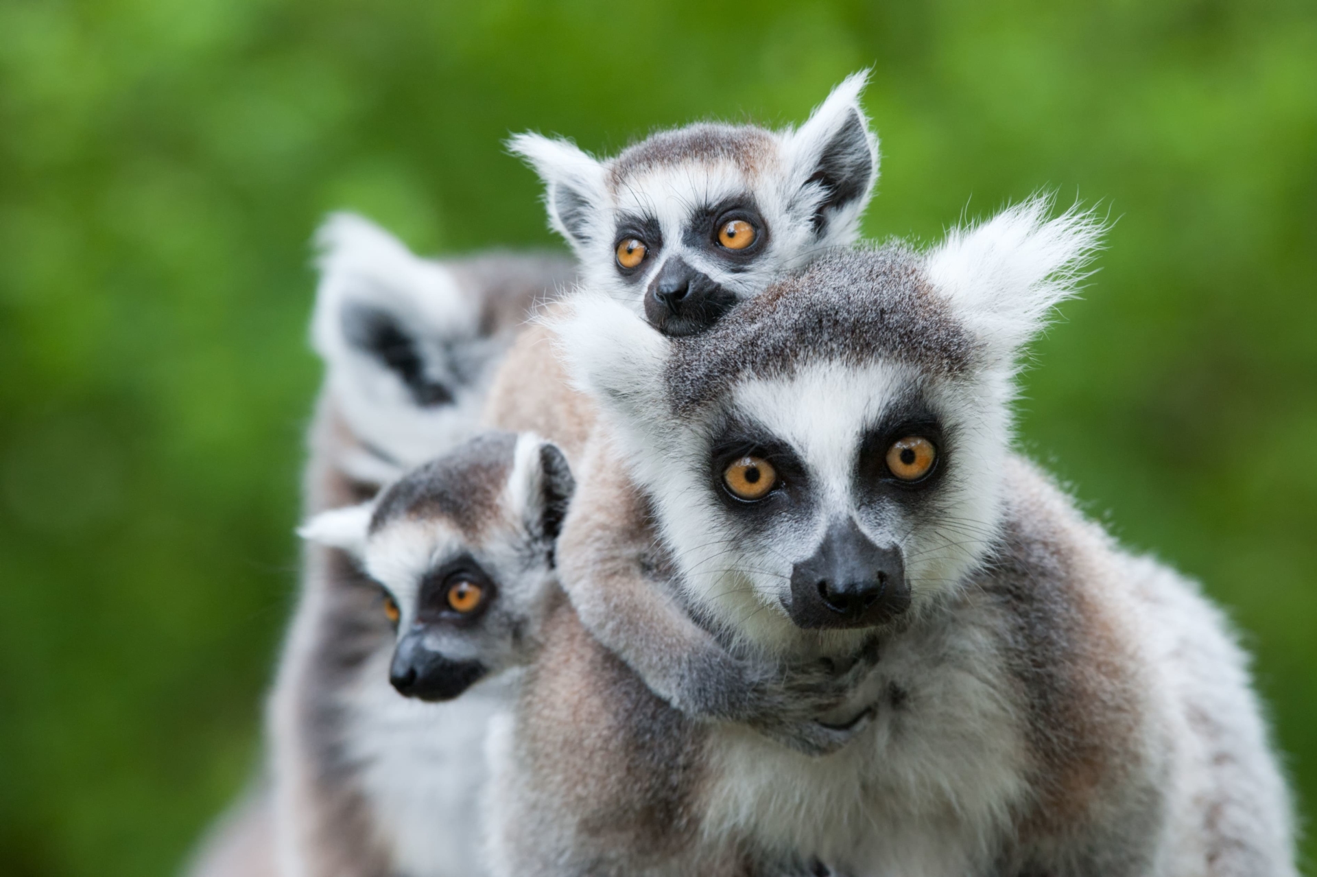lemurien-famille
