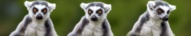 lemuriens panoramique