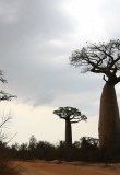 baobabs-brousse