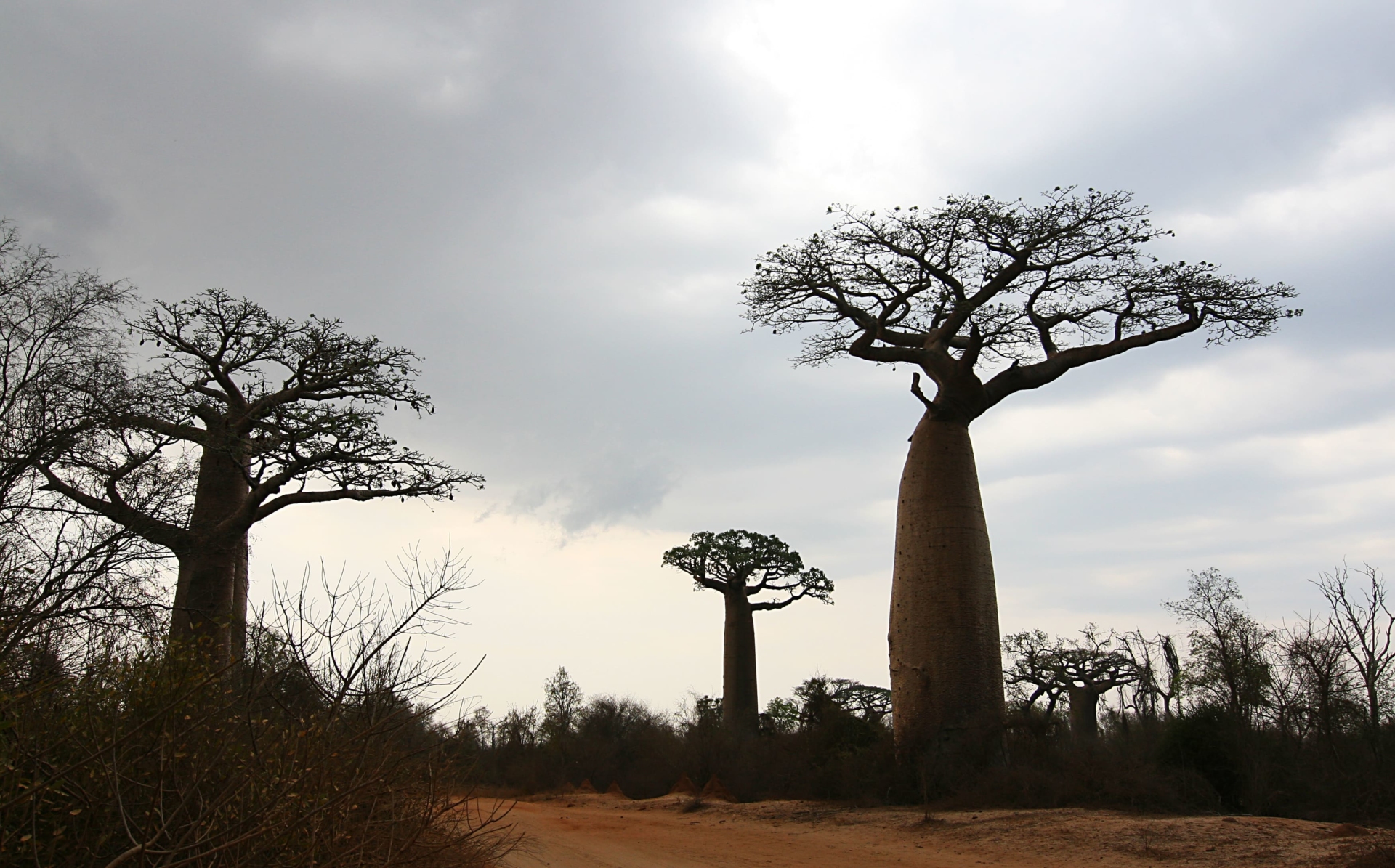 baobabs-brousse