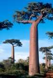 baobabs-nature
