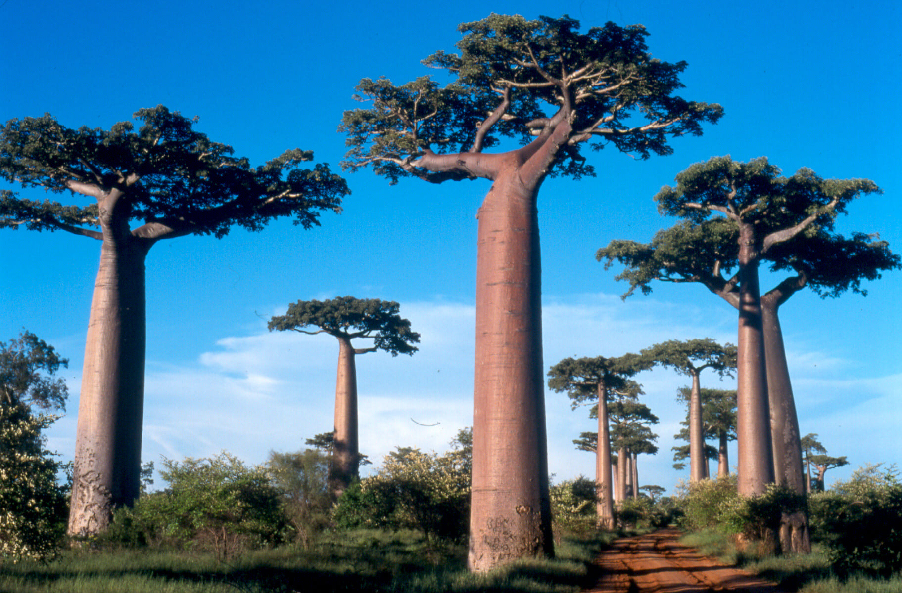 baobabs-nature