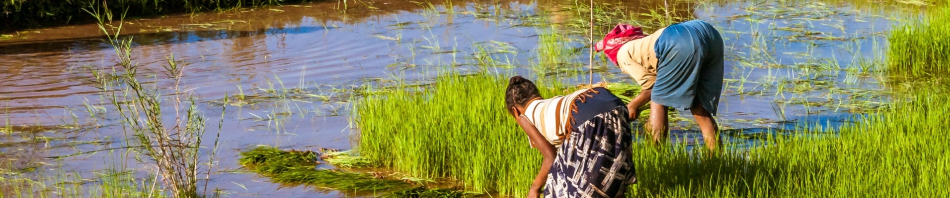 femme-champs-madagascar