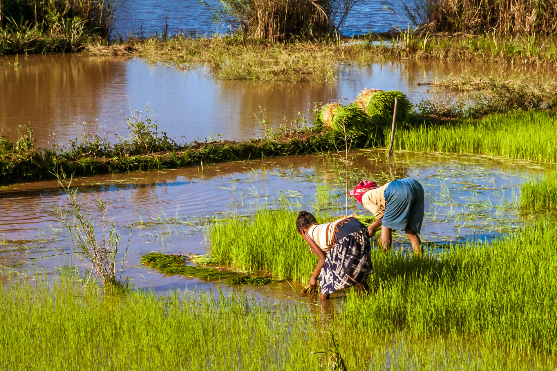 femme-champs-madagascar