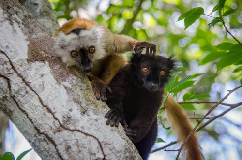 lémuriens-parc-national-lokobe-nature