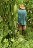 plantes-nature-malagache