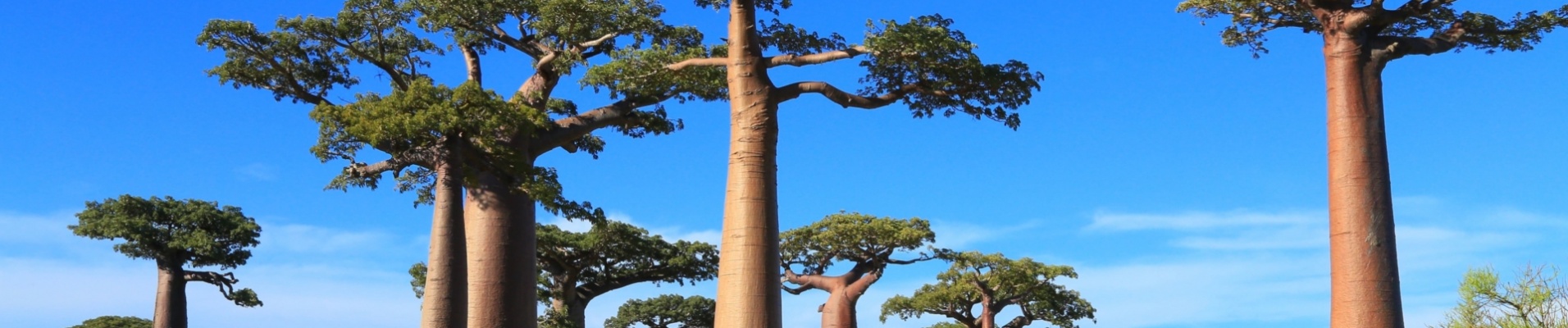 allee-baobabs