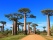 allee-baobabs