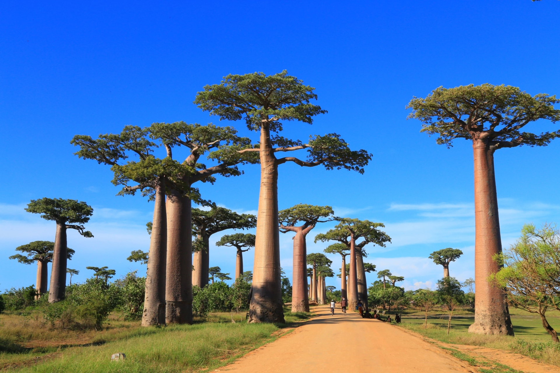 allee-baobabs