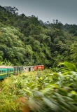 train-foret-luxuriante