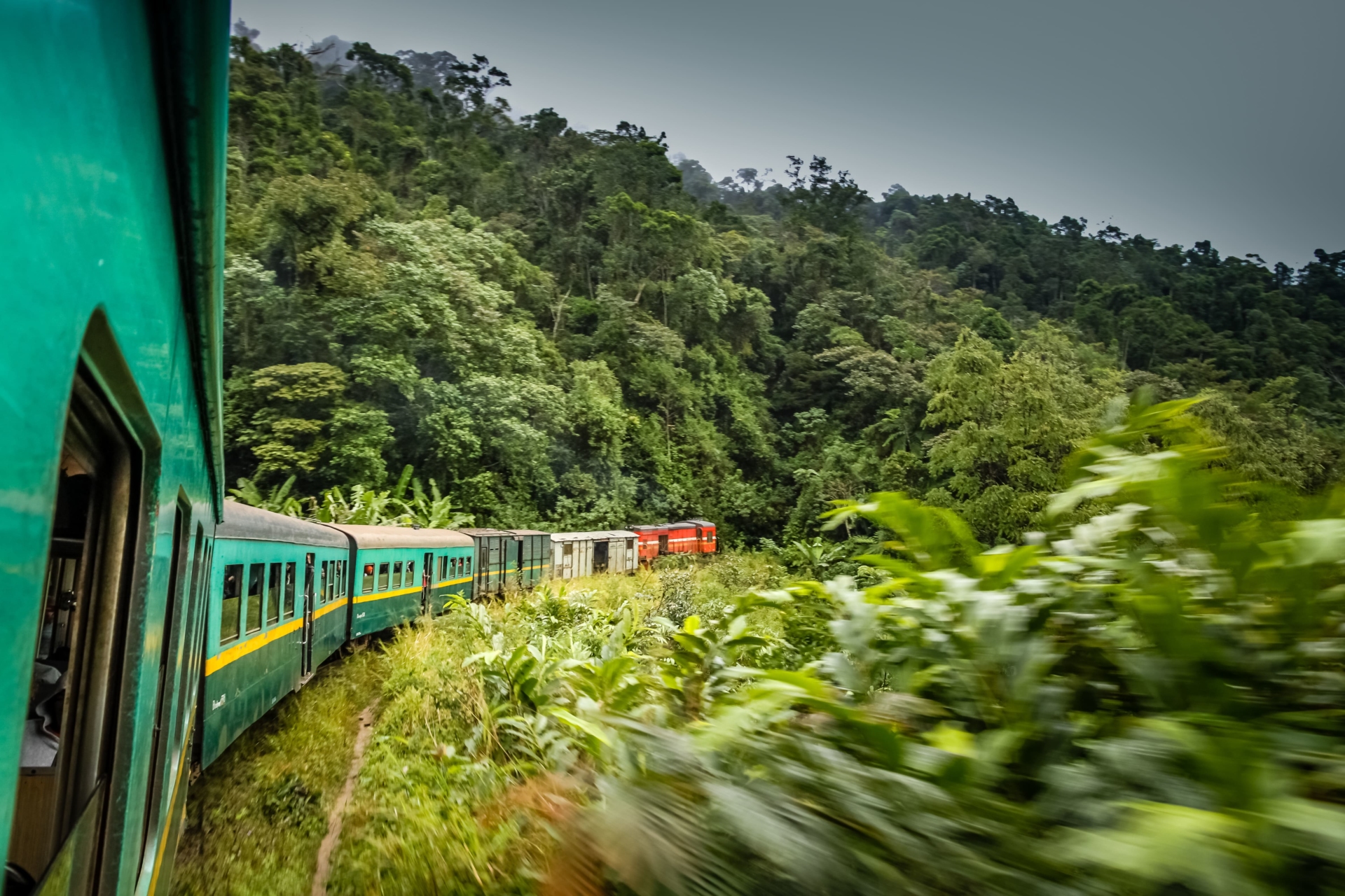 train-foret-luxuriante