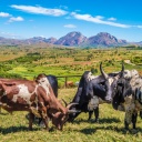 Zebu à Ambalavao, Madagascar