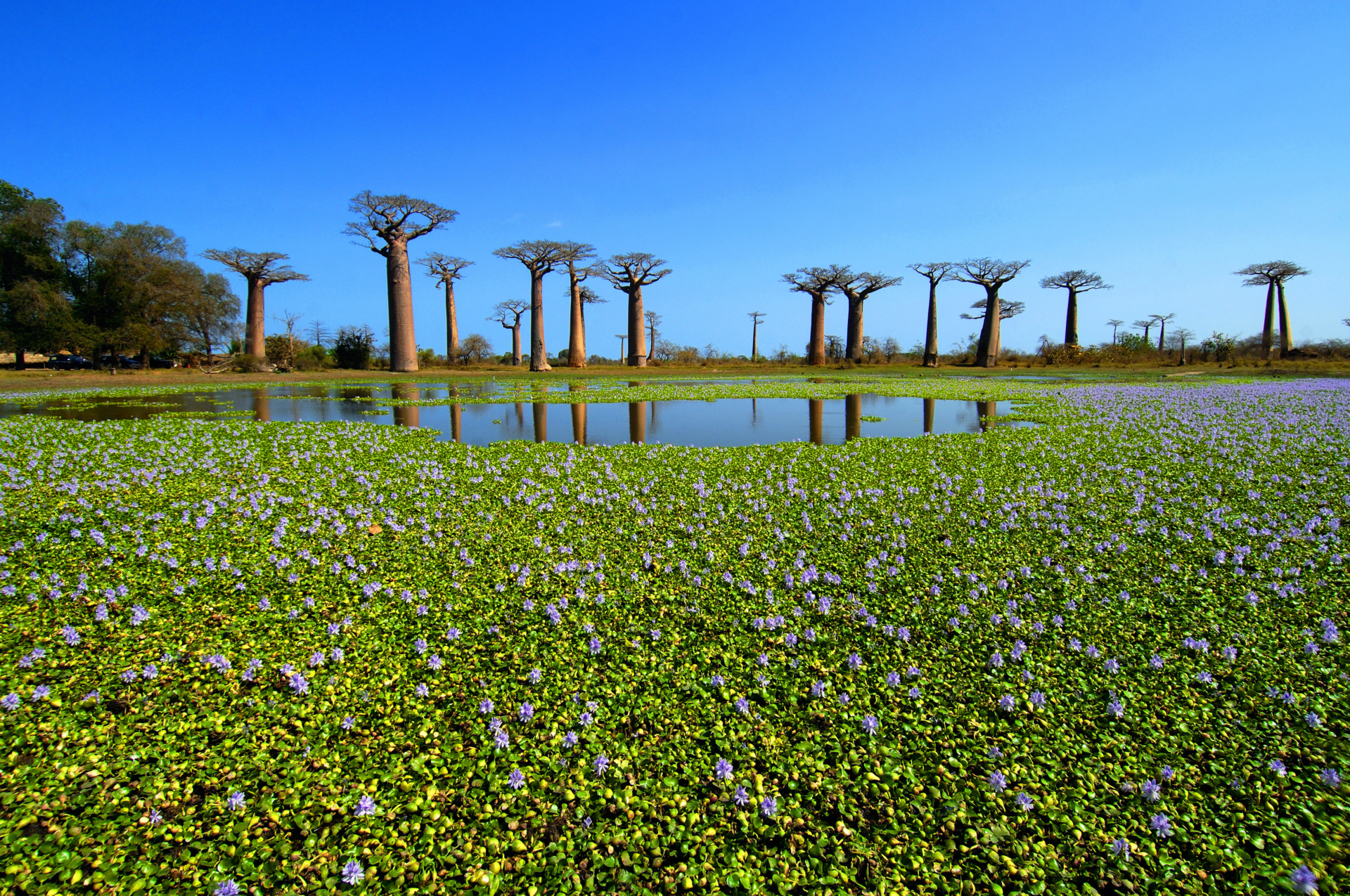 baobabs-nature-lac