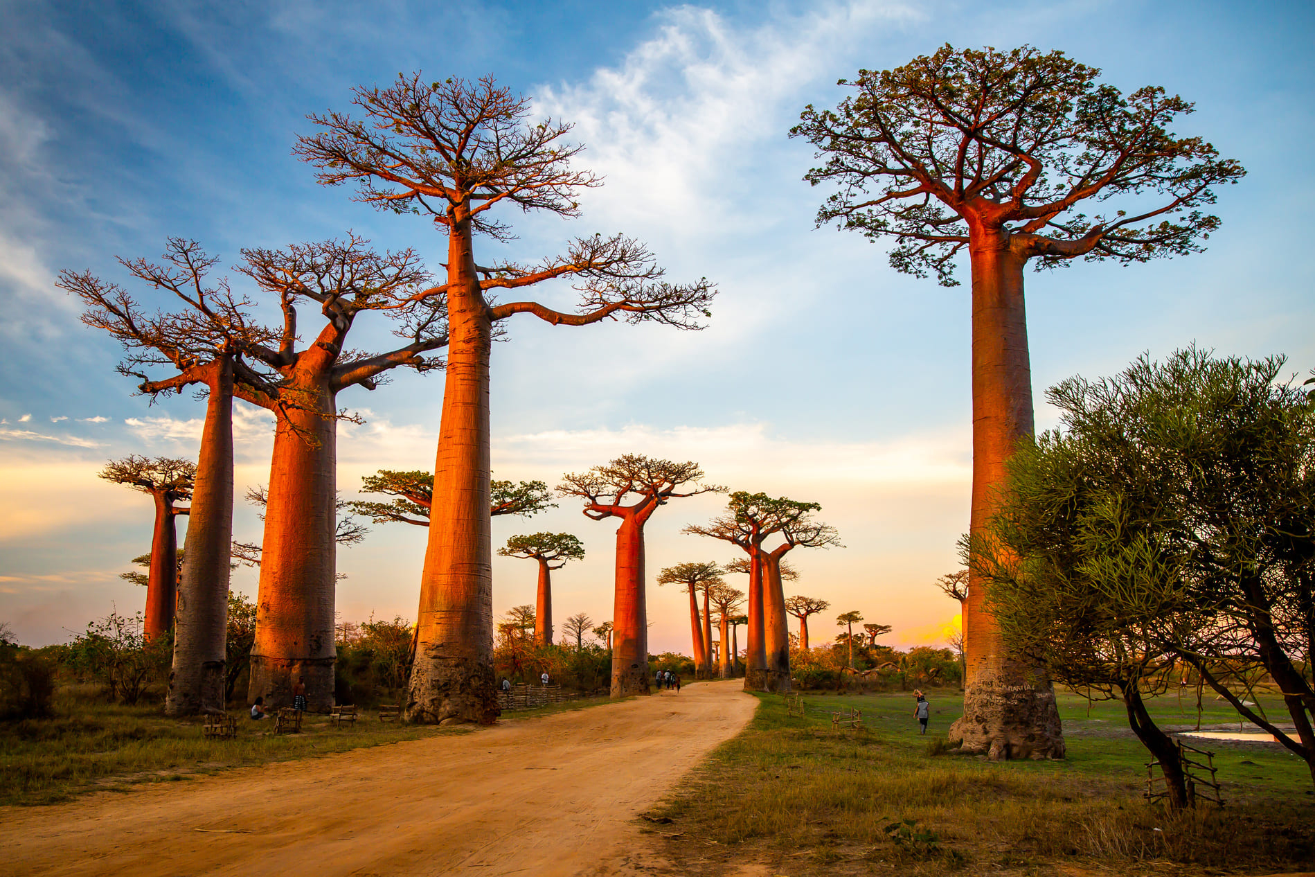 Baobas Madagascar