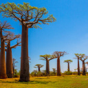 Baobab Madagascar