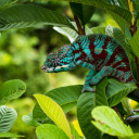 Cameleon - Madagascar