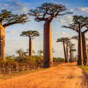 madagascar-baobab