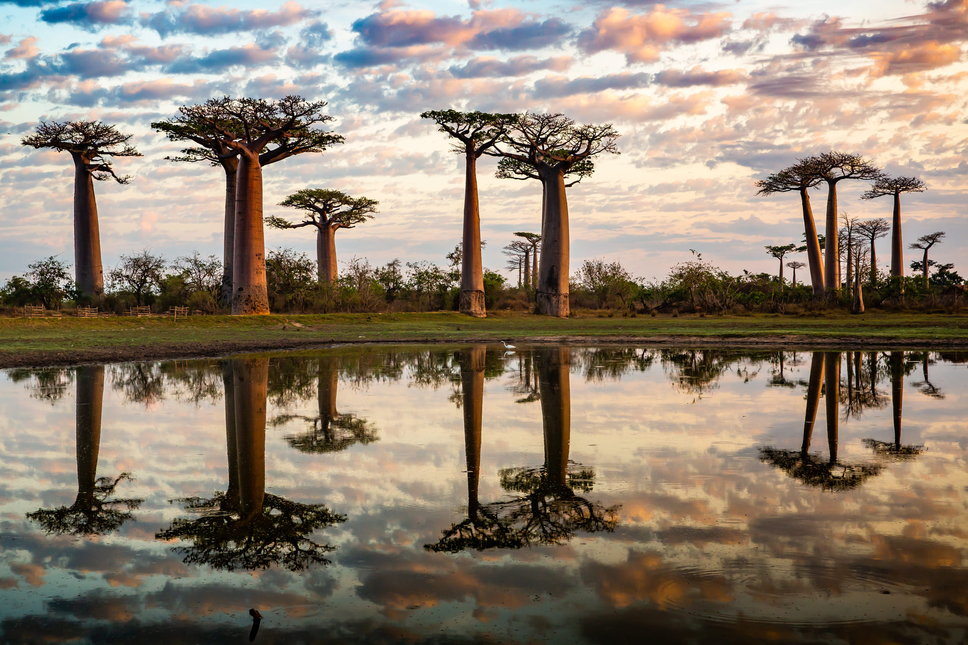 avenue-baobabs-madagascar