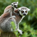 lemuriens-madagascar