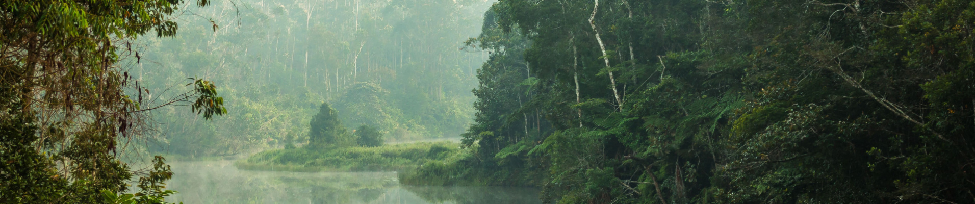 foret-de-andasibe-madagascar